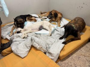 DHC-perros3